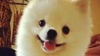 YouTube: más de cuatro millones han visto a este perrito estornudar ¿serás uno más?