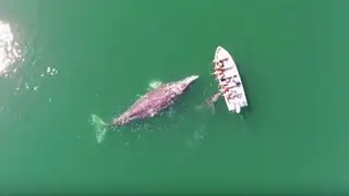 México: increíbles imágenes del encuentro de turistas y ballenas grises