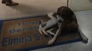 VIDEO: perro espera salida de su dueña de hospital, ¡pero ella murió hace 2 semanas!
