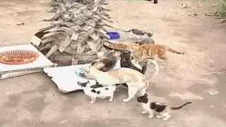 Denuncian abandono de más de 200 gatos en huaca de Chorrillos
