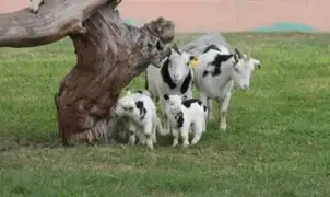 Cabras alpinas bebés son la nueva atracción del Parque de las Leyendas