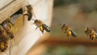 Picaduras que sanan: El poder curativo de las abejas