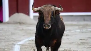 España: turista que filmaba festival de toros murió tras impactante corneada