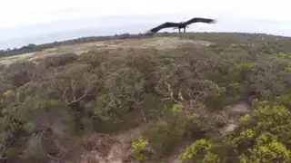 YouTube : así fue el encuentro entre un águila y un drone en pleno vuelo