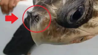 Encuentran lo impensado en la nariz de esta tortuga a causa de la contaminación