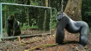 YouTube: así reaccionaron estos animales salvajes al verse en el espejo