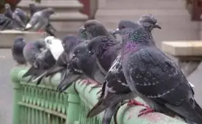 Vecinos temen por su salud ante invasión de palomas en el Callao