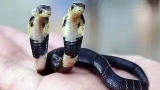 VIDEO: veterinarios tratan de mantener viva a una cobra de dos cabezas