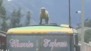 Huari: captan a transportistas trasladando oveja en el techo de bus