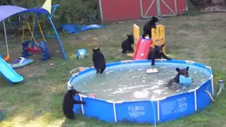 YouTube: piscina familiar fue invadida por un grupo de osos en Nueva Jersey