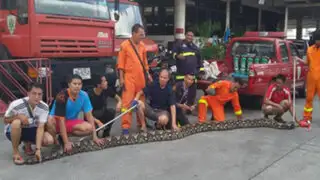 Tailandia: enorme serpiente de 8 metros provoca terror en restaurante