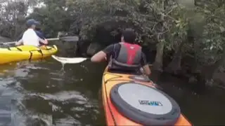 Travieso mono intenta arrebatarle mochila a deportista en kayak