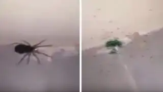 YouTube: gigantesca araña ‘explota’ y aparecen decenas de crías