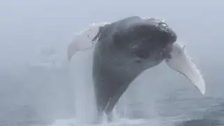 YouTube: gigantesca ballena jorobada es captada en pleno salto