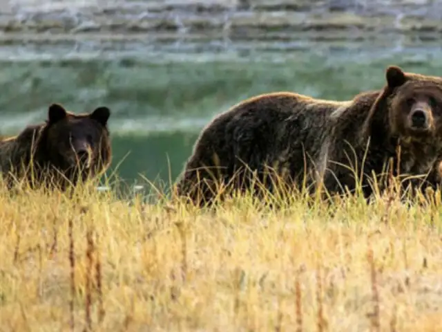 EEUU: osa grizzly fue sacrificada por matar a excursionista en Yellowstone