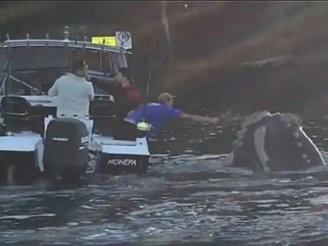 VIDEO: ballena ‘pidió’ ayuda a pescadores para no morir asfixiada