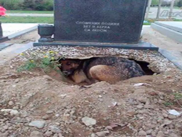 ¿Por qué este perro pasó varios meses debajo de una tumba?
