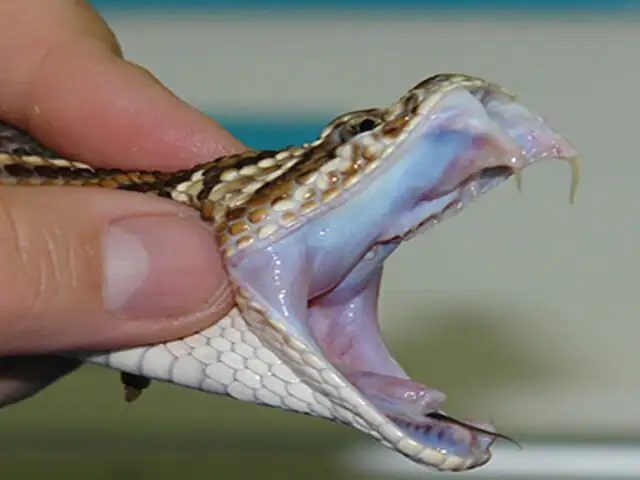 YouTube: esto es lo que el veneno de una serpiente produce en la sangre