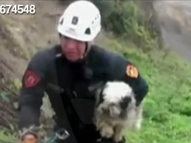 Policía despliega operativo para rescatar a perrito que cayó a acantilado
