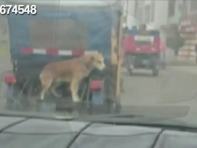 SJL: trasladan perro en la parte posterior de una mototaxi