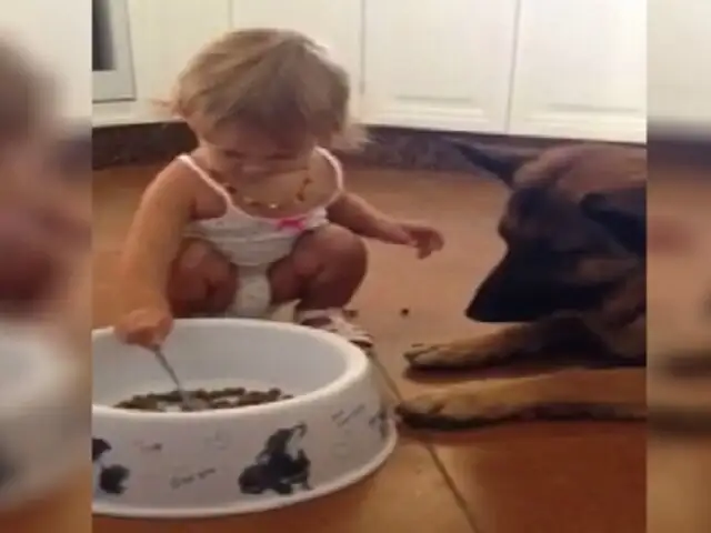 VIDEO: niña que alimenta a su perro con una cuchara enternece las redes