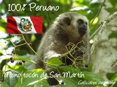 Realizan campaña para impedir la extinción del mono tocón de la selva peruana