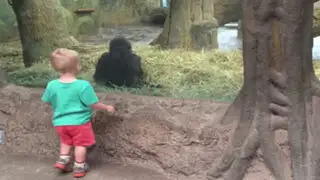 YouTube: ¿Qué pasa cuando un gorila bebé se encuentra con un niño?