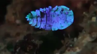 VIDEO: revelan el secreto de la criatura marina que se vuelve invisible