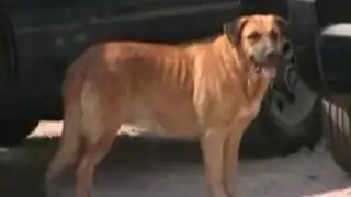 Niño abandonado por su madre fue amamantado por una perra en Chile