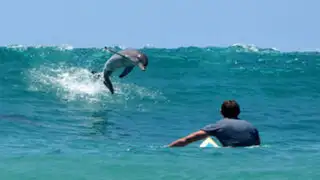 YouTube: tablistas practican surf junto a delfines en Australia
