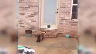 YouTube: hombre instala puerta para su gato, la respuesta del animal fue épica
