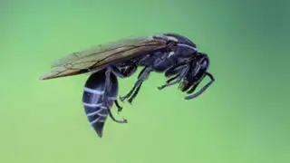 Científicos descubren cómo el veneno de una avispa puede combatir el cáncer