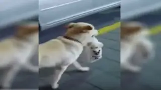 YouTube: perra que carga a su cachorro en una bolsa enternece las redes sociales