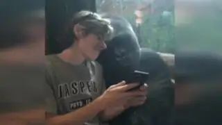 Estados Unidos: la sorpresiva reacción de un gorila al ver sus ‘selfies’ en un celular