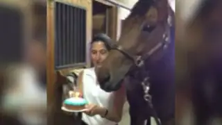 YouTube: conoce al caballo que ‘celebra’ su cumpleaños al estilo de un humano