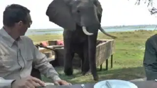 Elefante irrumpe almuerzo de turistas en Zimbabue