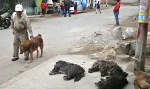 Villa El Salvador tierra de nadie: delincuentes envenenaron perros para robar auto
