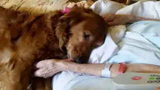 FOTOS: conoce a J.J., el perro de terapia que consuela a los enfermos