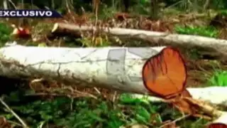 Tala ilegal en Pucallpa: bosques camino a la extinción