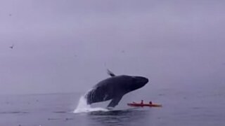 Estados Unidos: pareja casi muere aplastada por una ballena