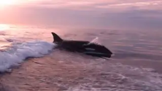 Salieron a pescar tranquilamente y terminaron siendo perseguidos por una orca