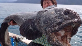 Así es el monstruoso pez capturado en Japón cuyo origen se desconoce