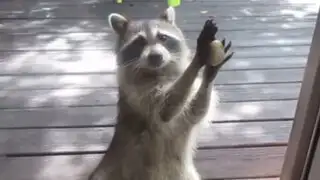 VIDEO: mapache sorprende por 'habilidad' para robar comida