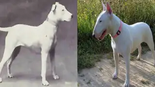 FOTOS: así cambiaron los perros en los últimos 100 años