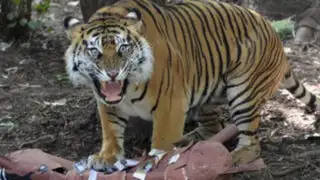 Tragedia en Zoológico: tigre mata a trabajadora que limpiaba su jaula