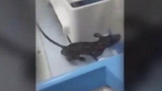 VIDEO: rata ingresa a incubadora y muerde a bebé prematuro