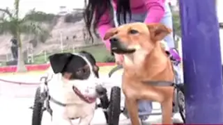 Perros con discapacidad esperan ser adoptados