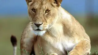 Leona salva a trabajador de zoológico que era atacado por león