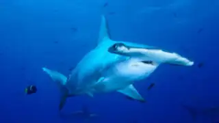 California: pescador sostiene feroz batalla con un tiburón que intentó atacarlo