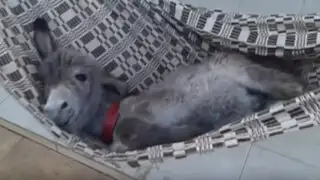 Video de pequeño burro que se mece en una hamaca es viral en redes sociales